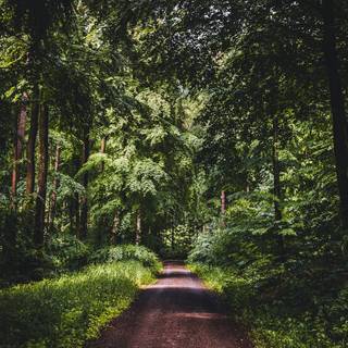 Spring street wallpaper