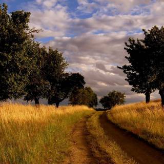 Summer country wallpaper