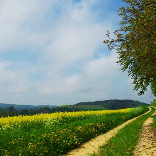 Summer country wallpaper