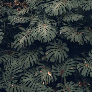 Plants 4k wallpaper