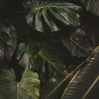 Plants 4k wallpaper