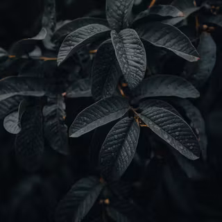 Plants 4k wallpaper