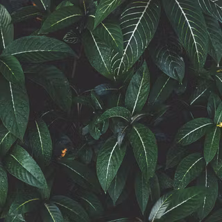 Plants 4k wallpaper