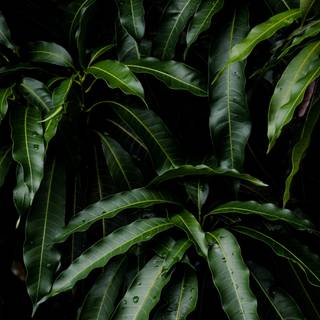 Plants 4k wallpaper