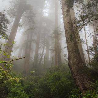 Forests iPhone wallpaper