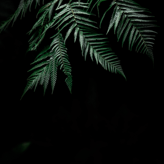 Plant iPhone wallpaper