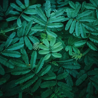 Plants 4k wallpaper