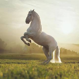 4k horse wallpaper