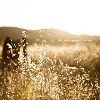 Rustic summer wallpaper