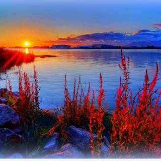 Macbook summer wallpaper