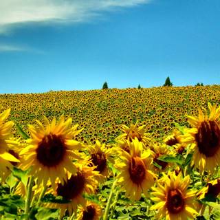 Macbook summer wallpaper