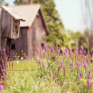 Rustic summer wallpaper