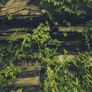 Rustic summer wallpaper