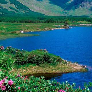 Lake summer wallpaper