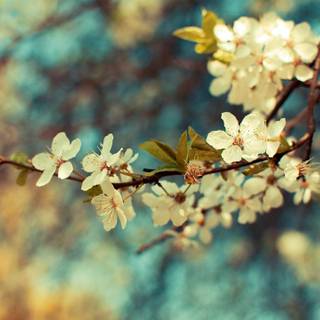 Spring vintage wallpaper