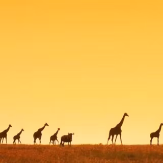 Africa 4k wallpaper