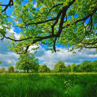 Summer grass wallpaper