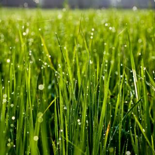 Summer grass wallpaper