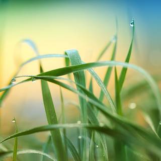 Summer grass wallpaper
