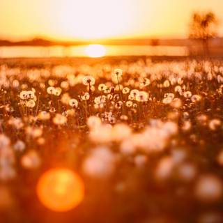 Summer lights wallpaper