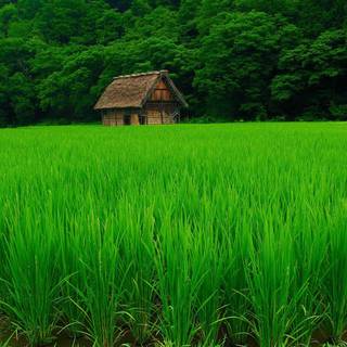 Summer grass wallpaper