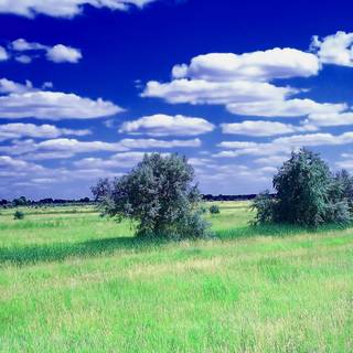 Summer grass wallpaper