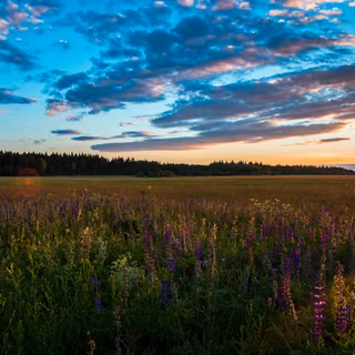 Summer grass wallpaper