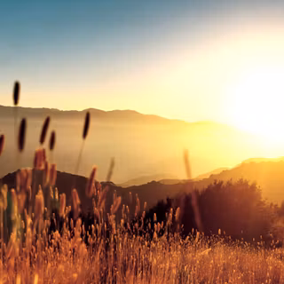 Summer lights wallpaper