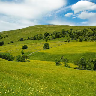 Summer grass wallpaper