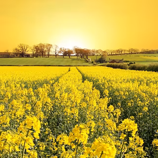 Summer grass wallpaper