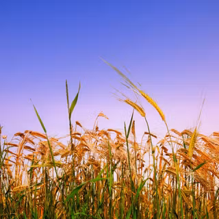 Summer grass wallpaper