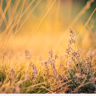 Summer grass wallpaper