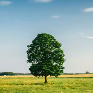 Summer grass wallpaper