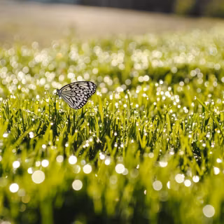 Summer grass wallpaper