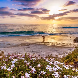 California summer wallpaper