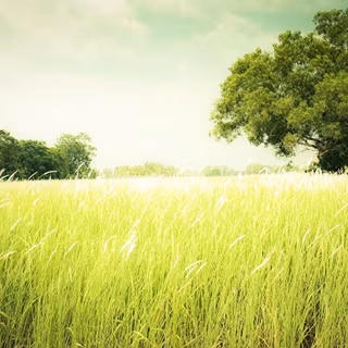 Summer grass wallpaper