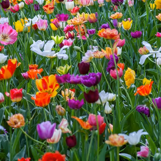 Spring plants wallpaper