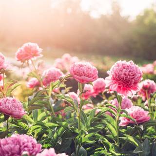 Spring plants wallpaper