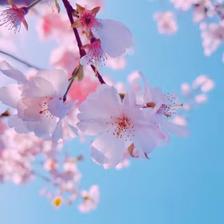 Spring plants wallpaper