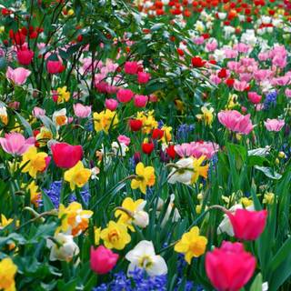 Spring plants wallpaper