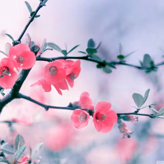 Spring plants wallpaper
