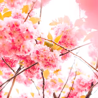 5120x1440 spring wallpaper