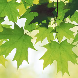 Summer leaves wallpaper