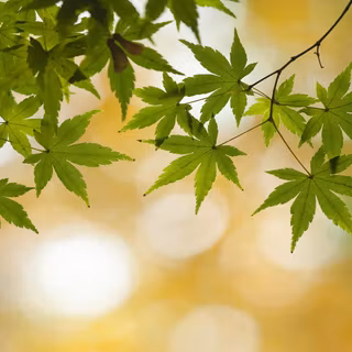 Summer leaves wallpaper