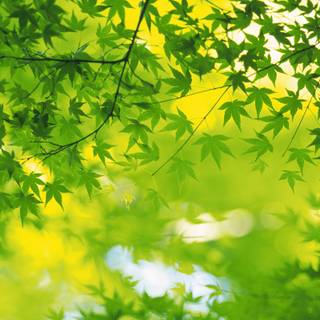 Summer leaves wallpaper