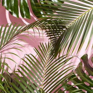 Summer leaves wallpaper