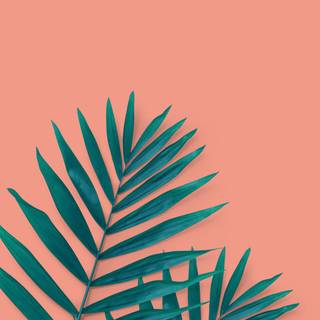 Summer leaves wallpaper