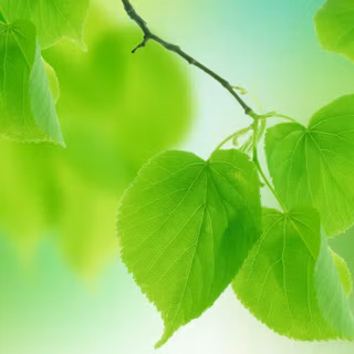 Summer leaves wallpaper