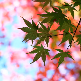 Summer leaves wallpaper