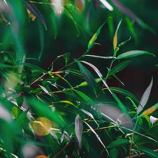 Summer leaves wallpaper